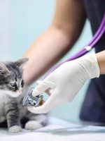 vet-cat-cc0.jpg